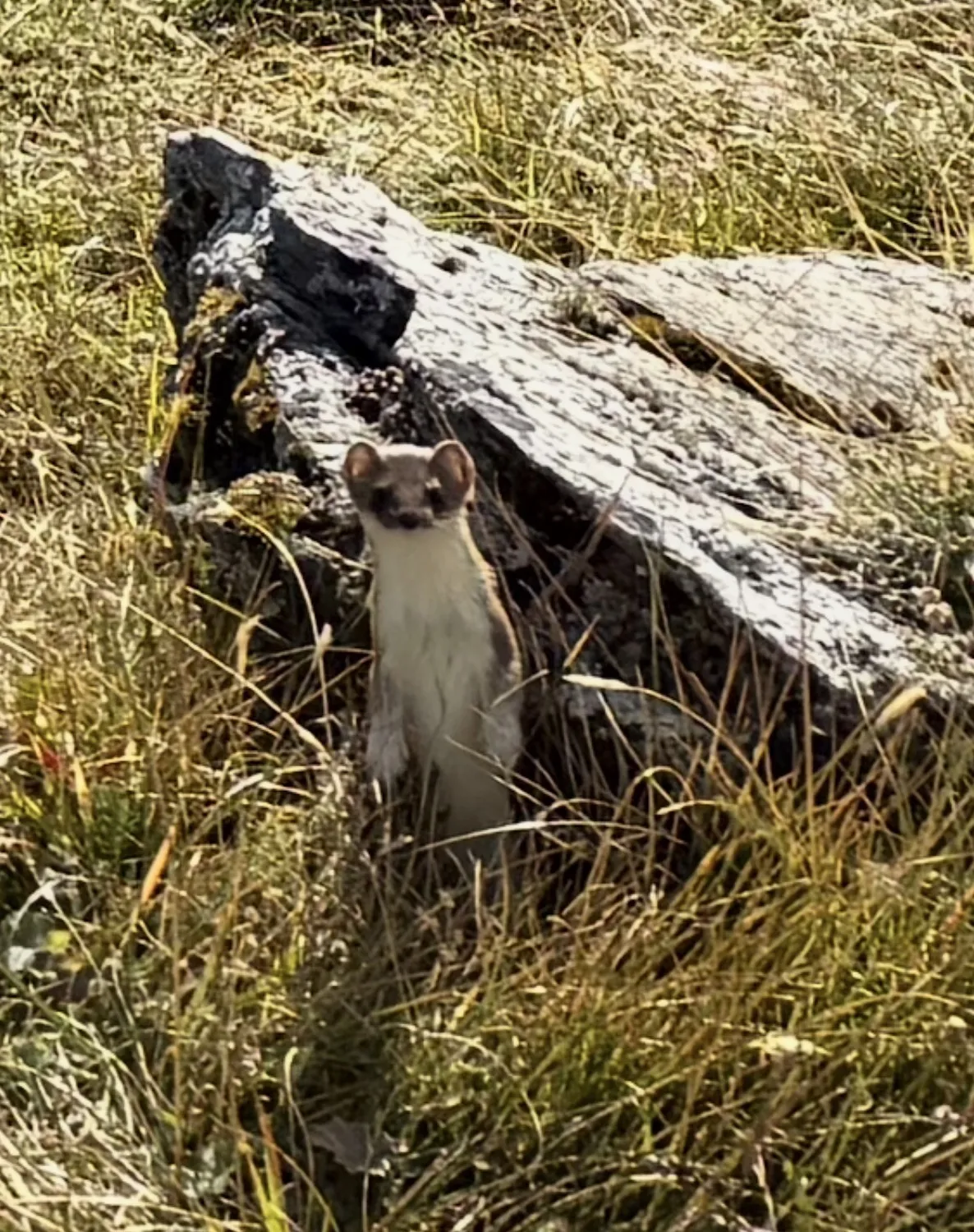 Ferret next to rocks
