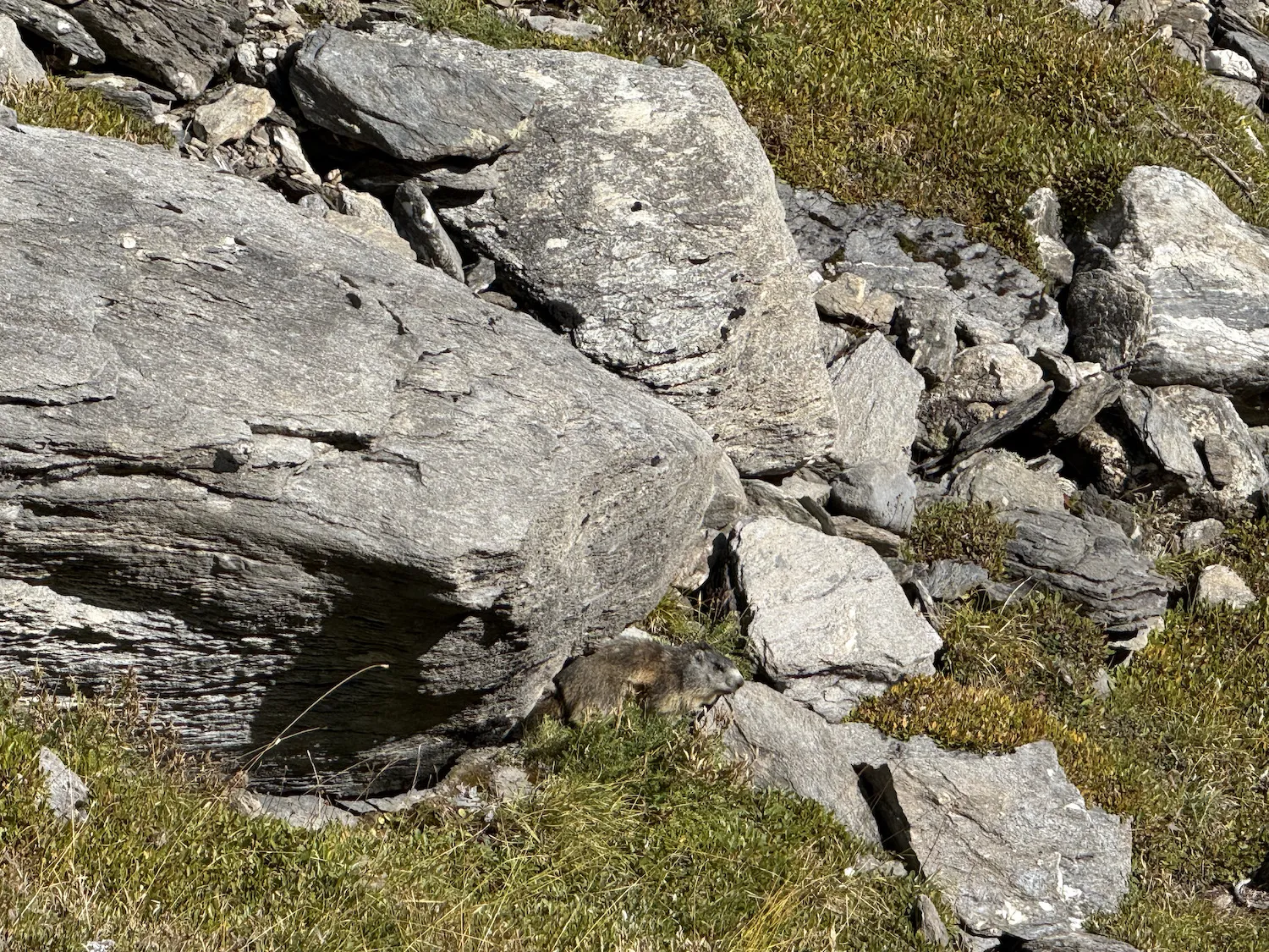 Marmot among rocks