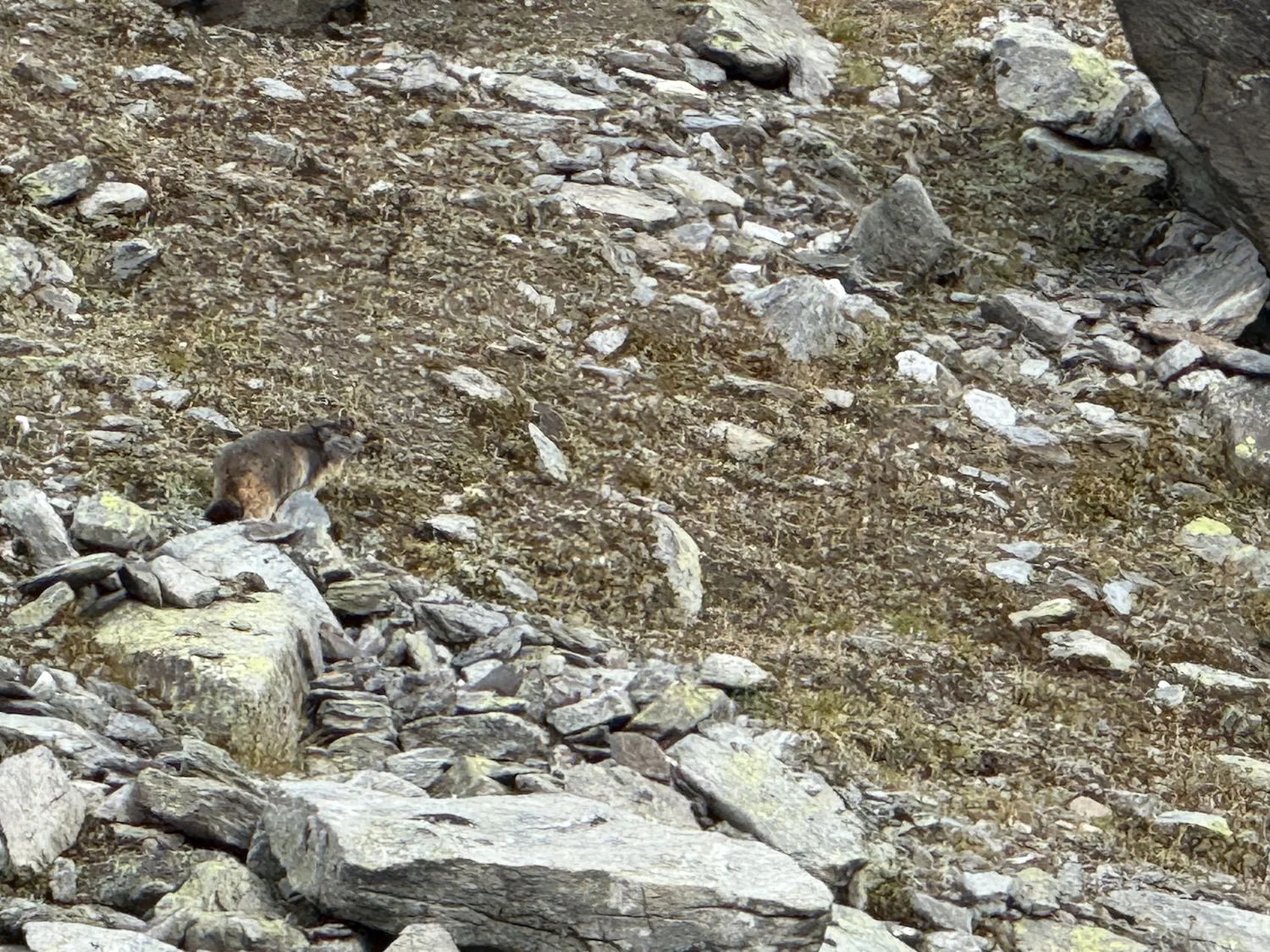 Marmot in the rocks