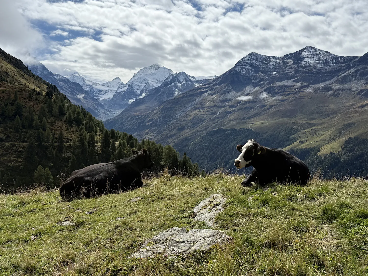 Cows with the Alps in the background