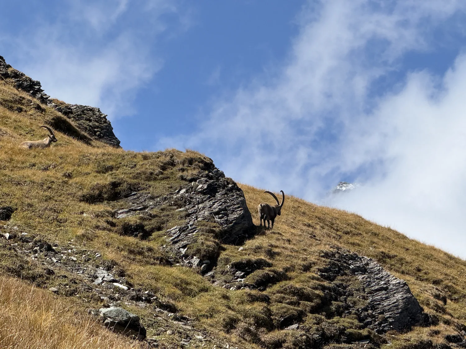 Alpine ibex with cloudy mountains behind it