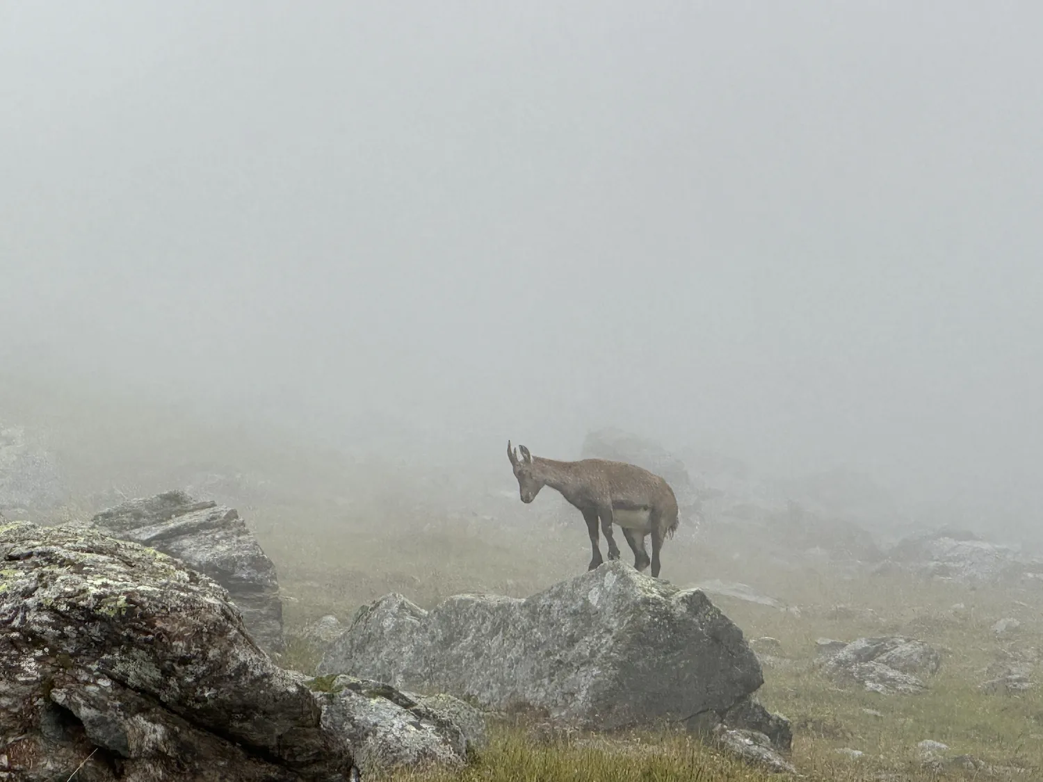 Alpine ibex in clouds