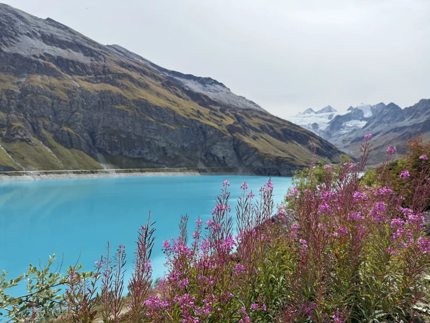 Pink flowers in front of blue lake