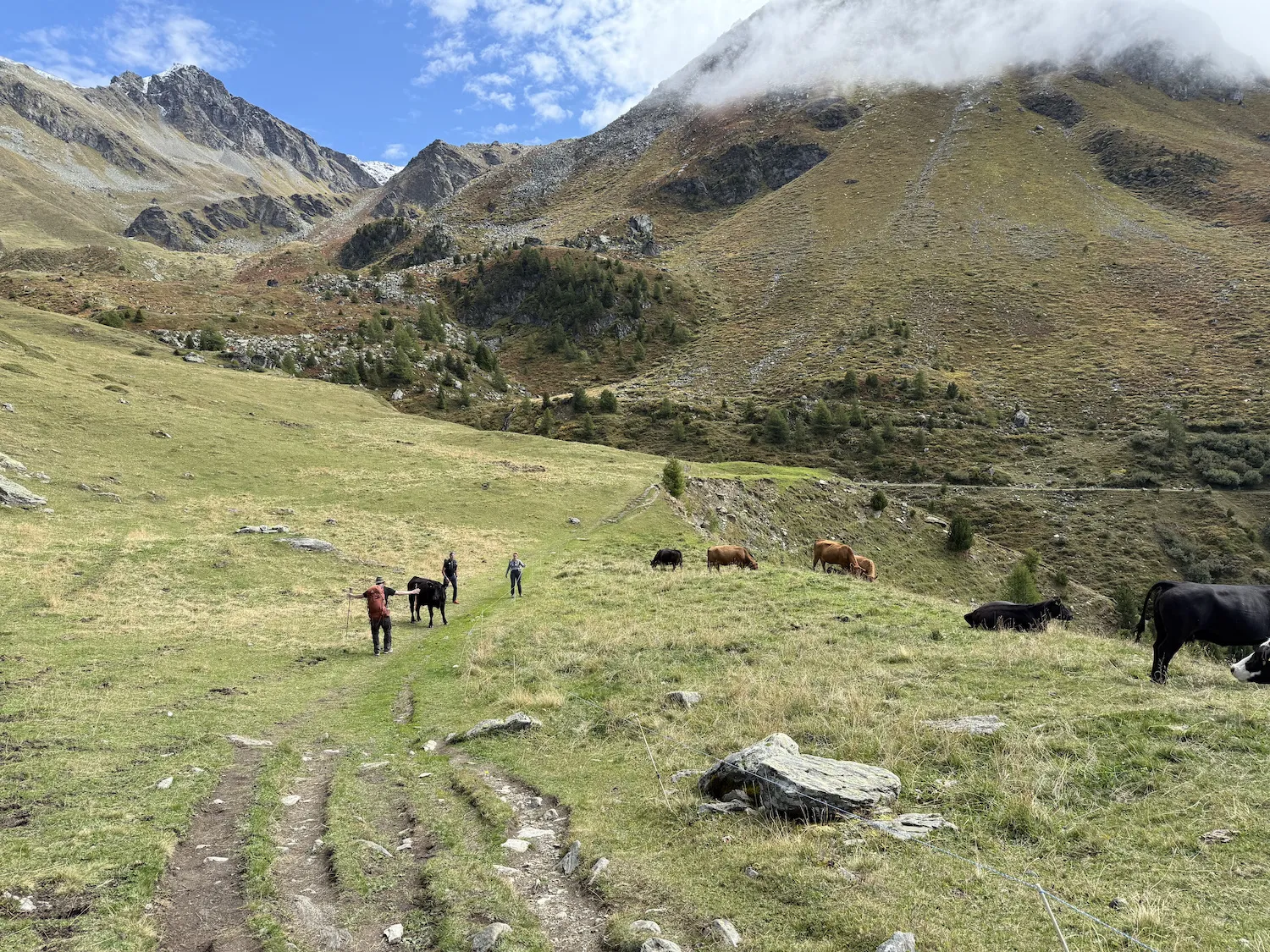 Three people trying to corral a cow under a fence