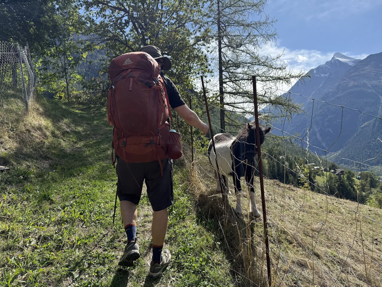 Man next to a small horse behind a fence