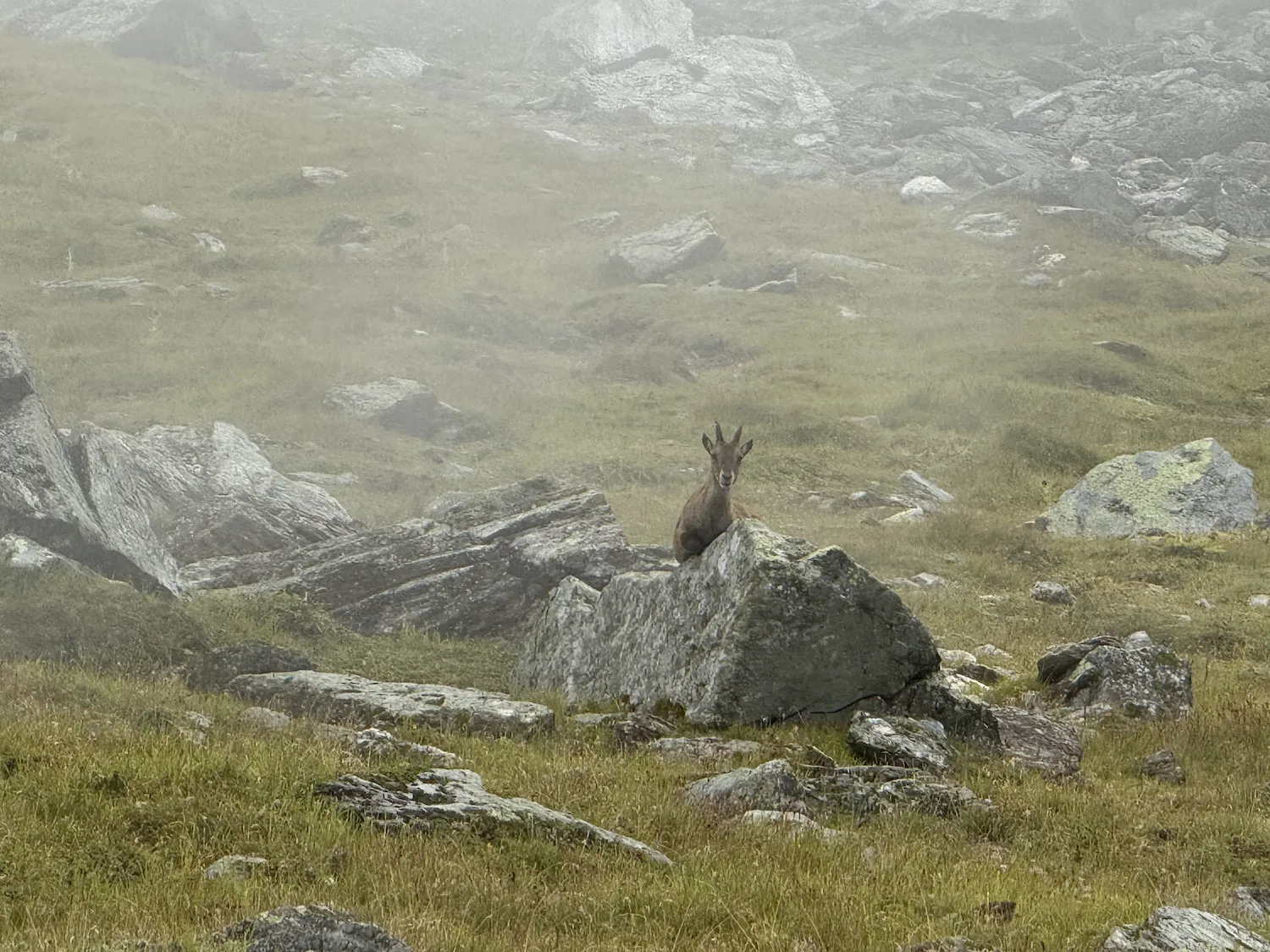 Alpine ibex in clouds