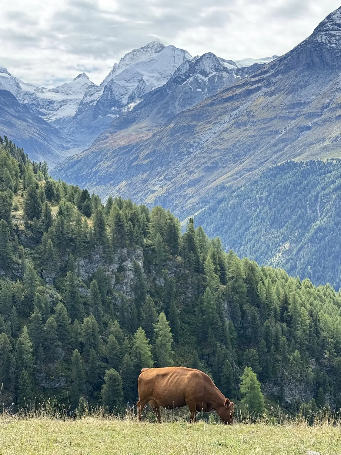 Brown cow with the Alps in the background