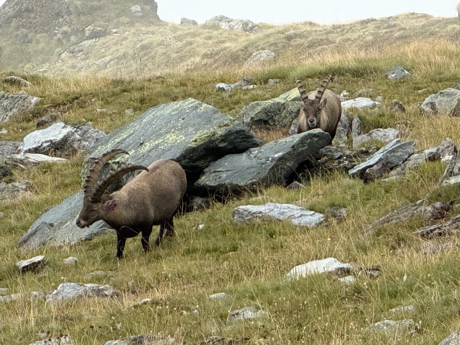 Alpine ibex in clouds