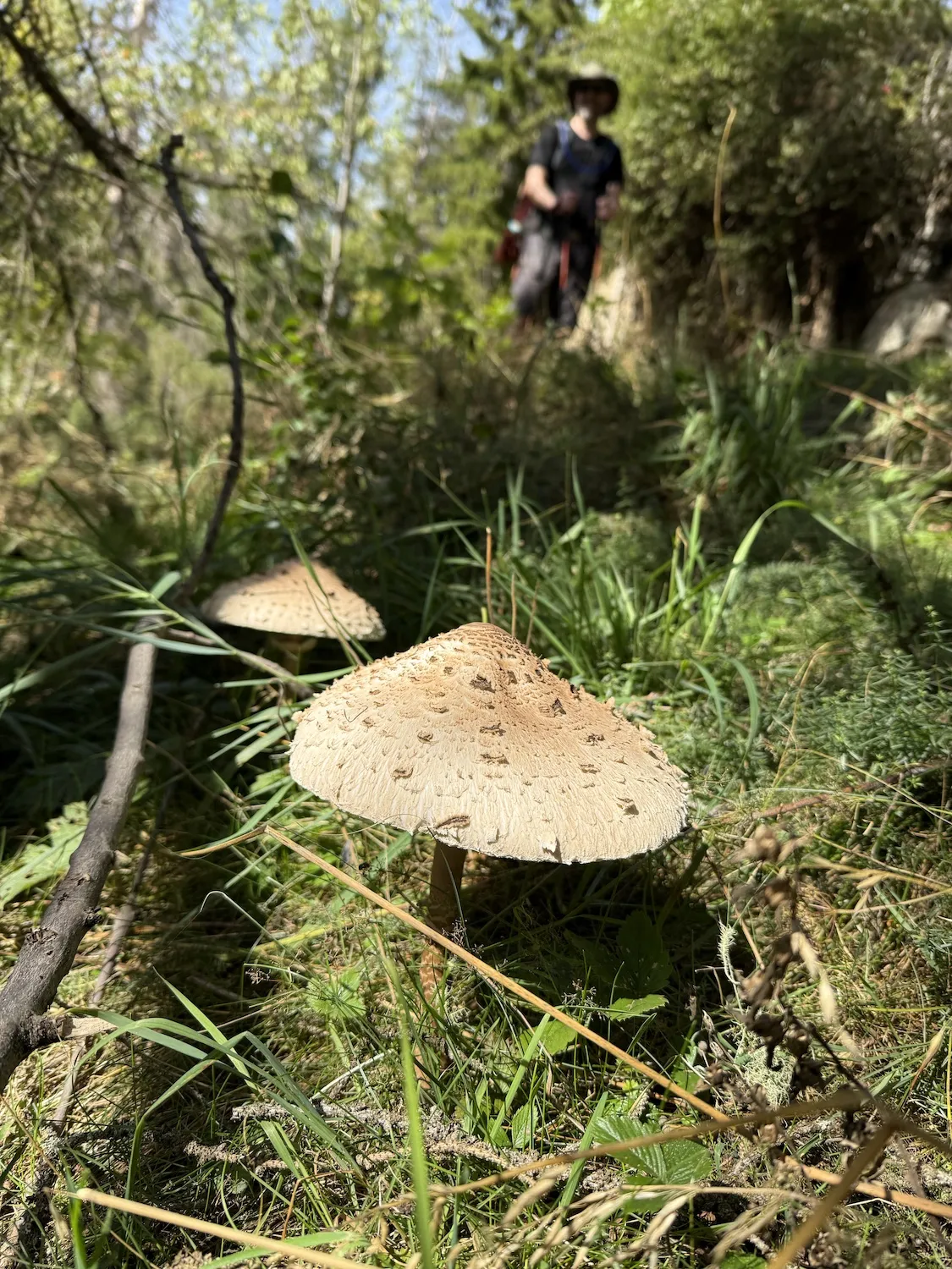 Two large mushrooms