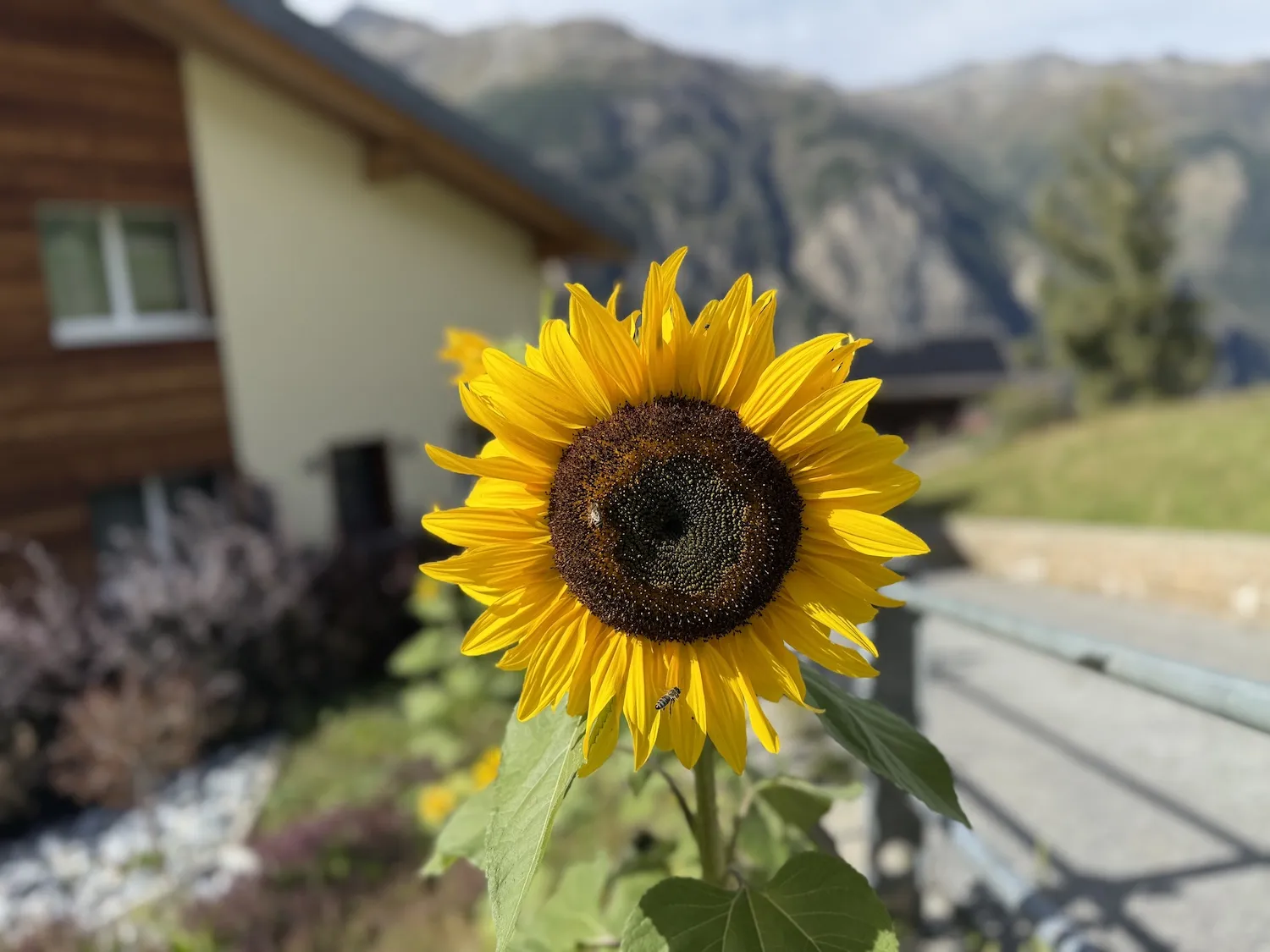 Sunflower with two bees on it