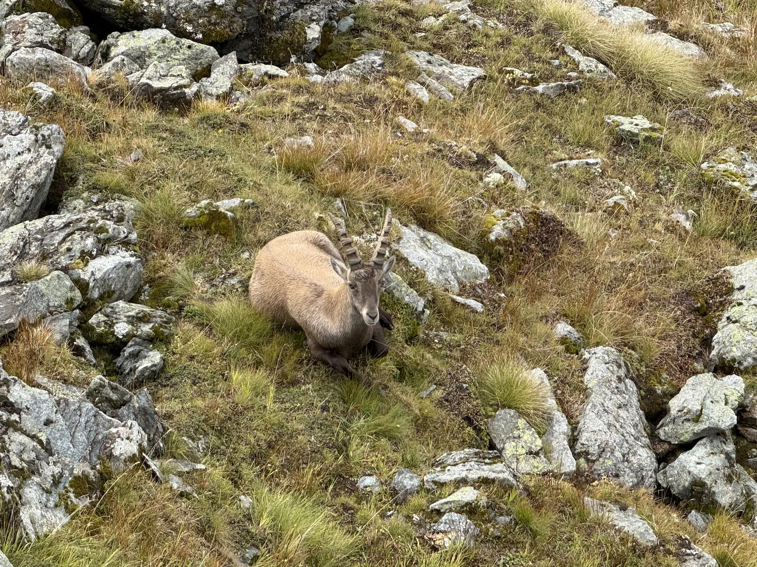 Alpine ibex in clouds