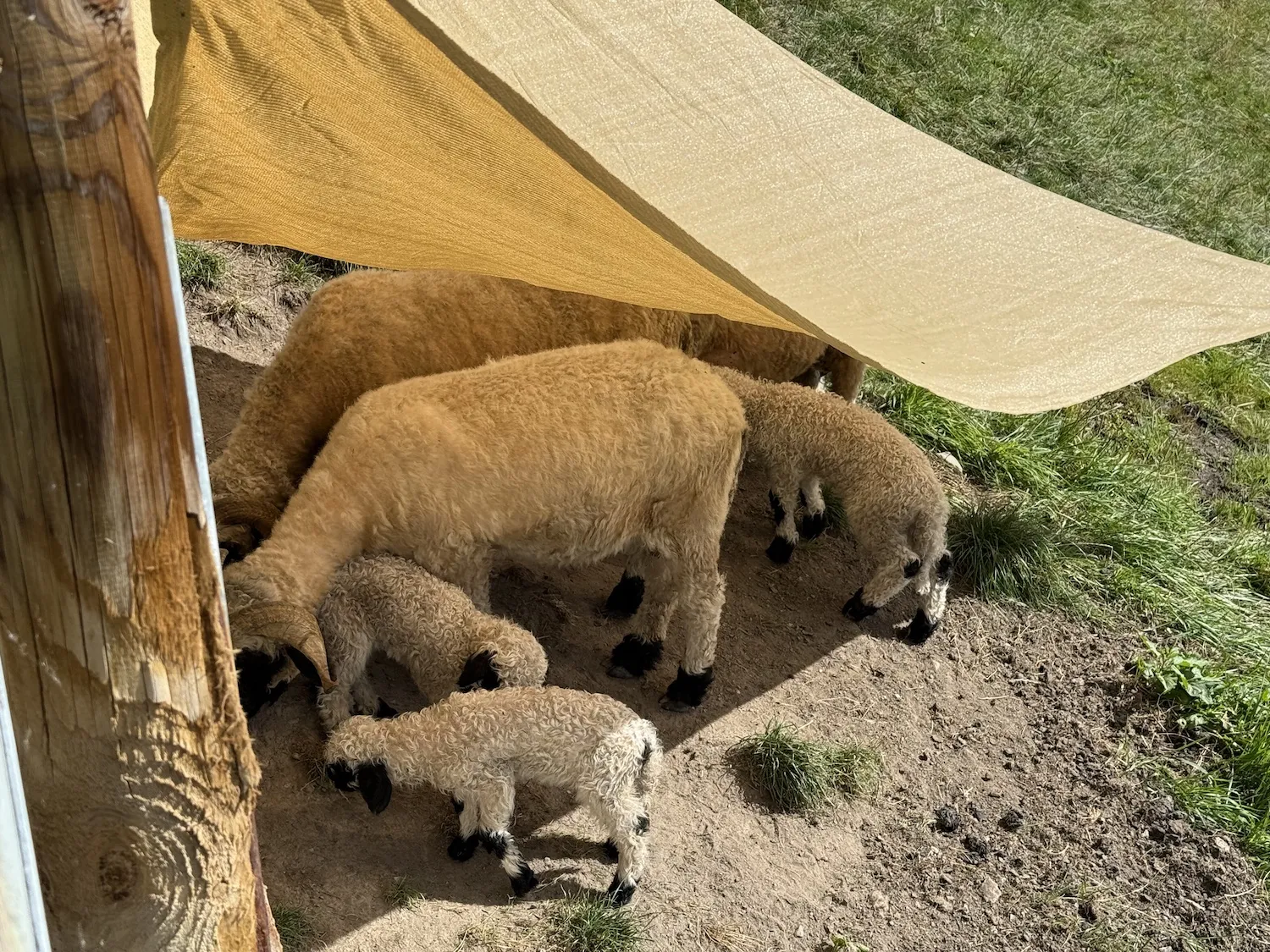 Two sheep with three baby lambs