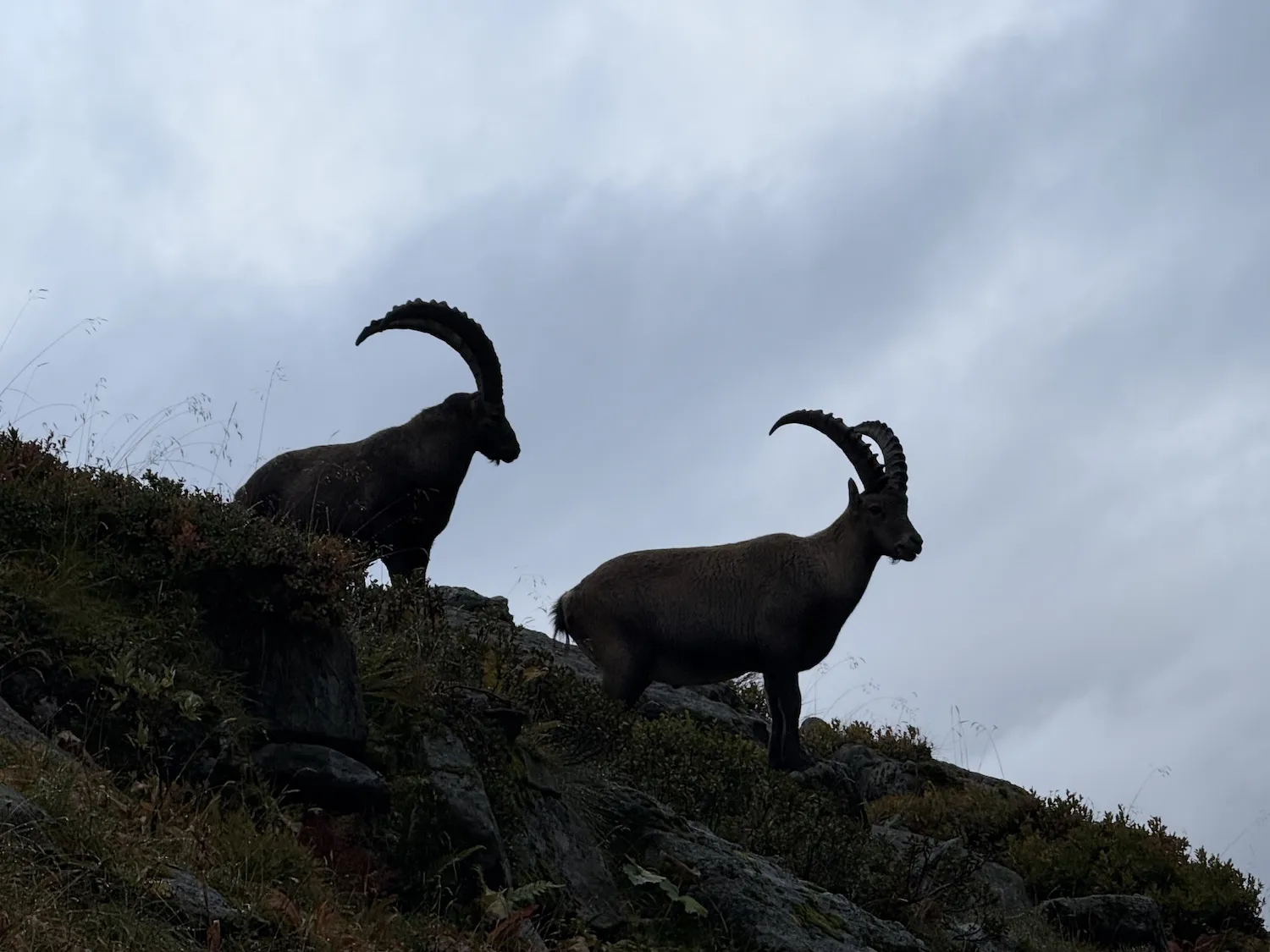 Ibex shadow on a mountain