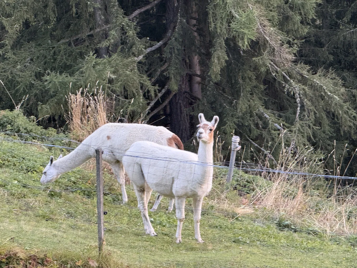 Llamas in a fenced field
