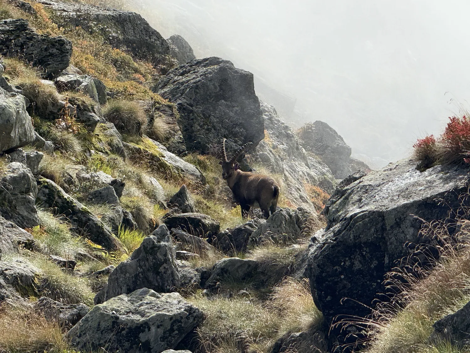 Alpine ibex looking at the camera