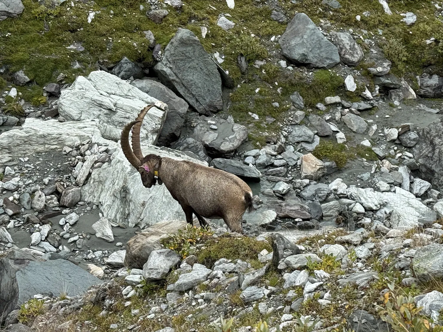 Large ibex with tag on ear
