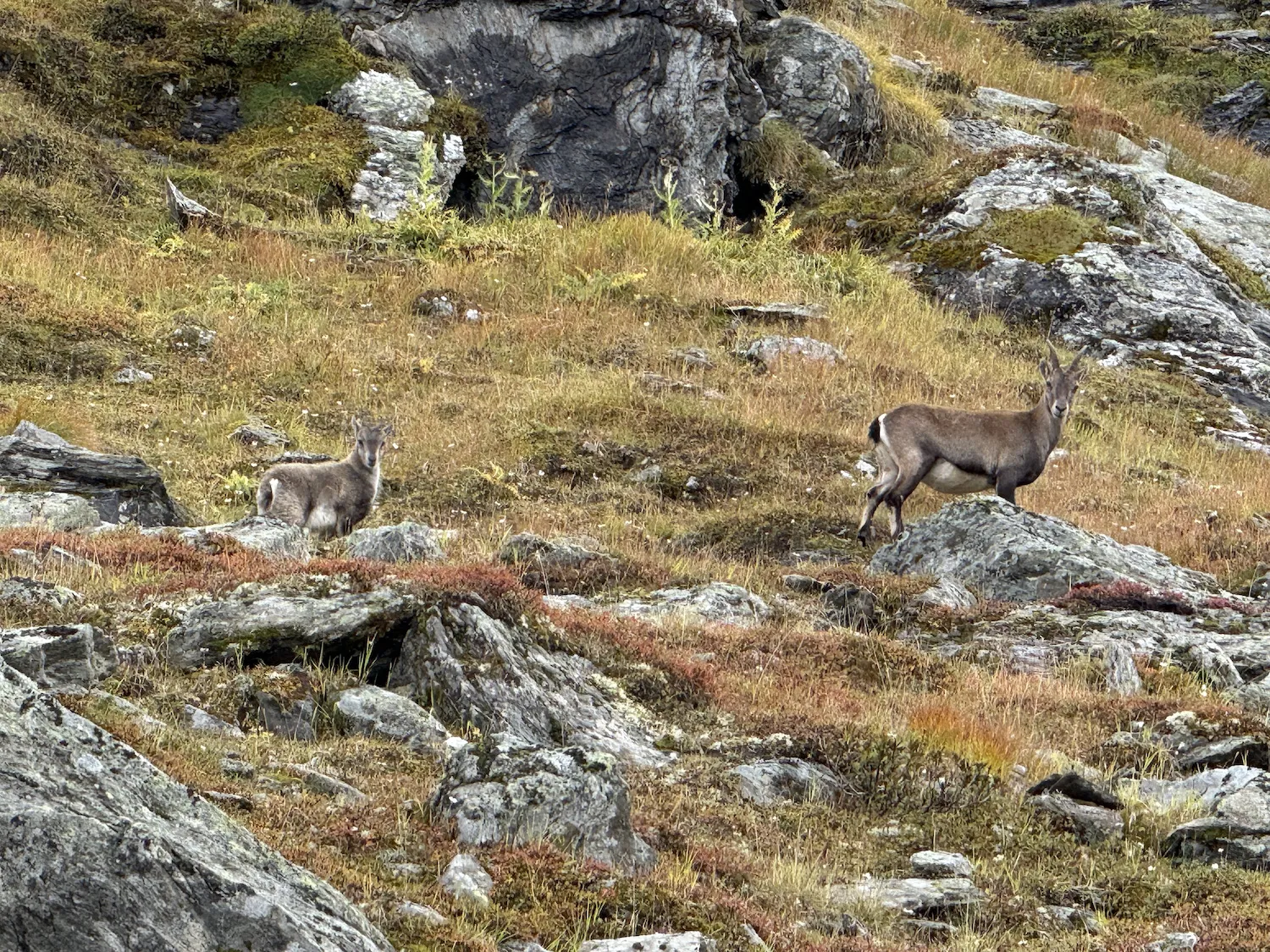 Baby ibex with larger ibex
