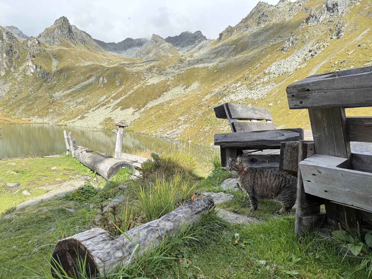 Cat in front of a bench