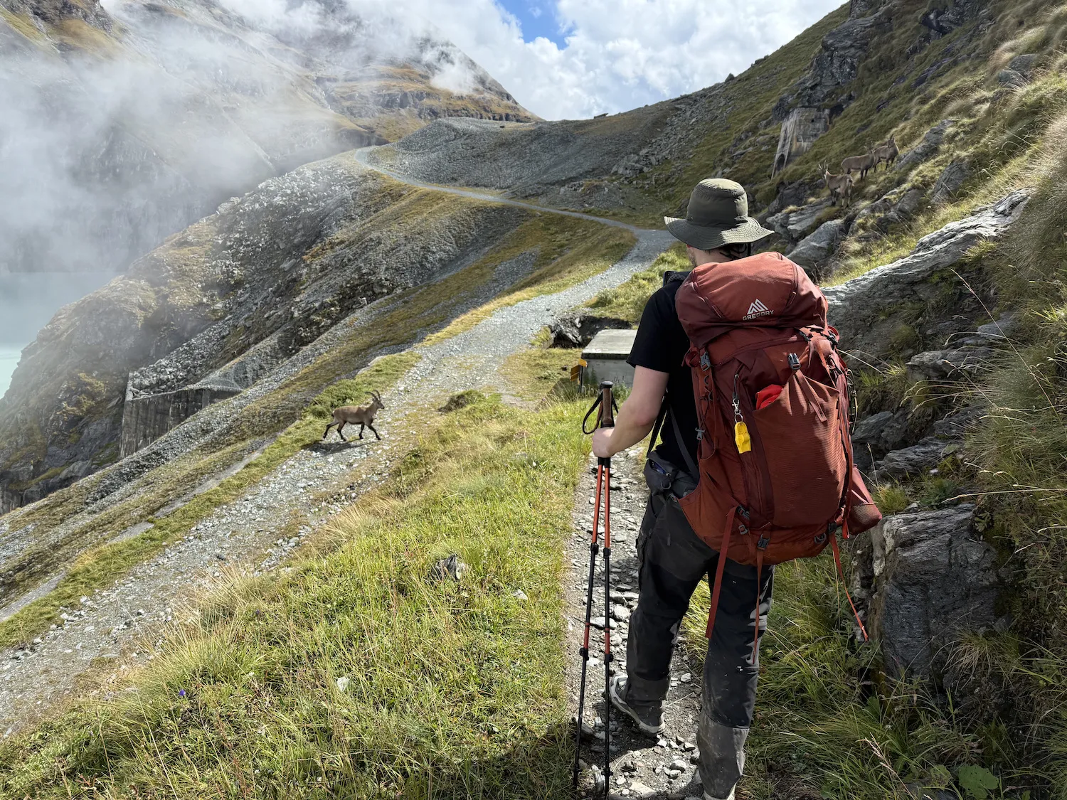 Man walking with ibex on either side of him