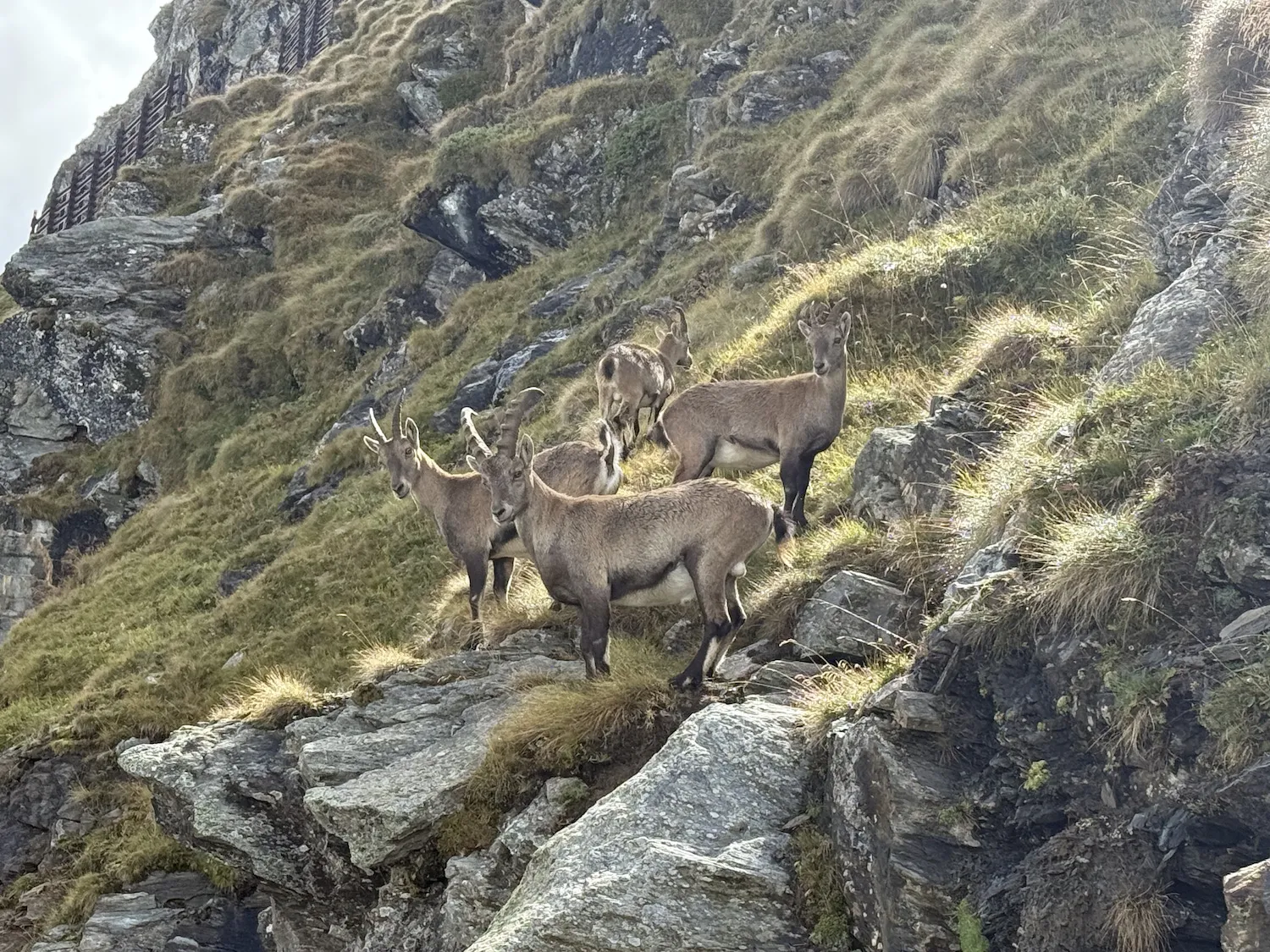 Group of ibex staring at the camera