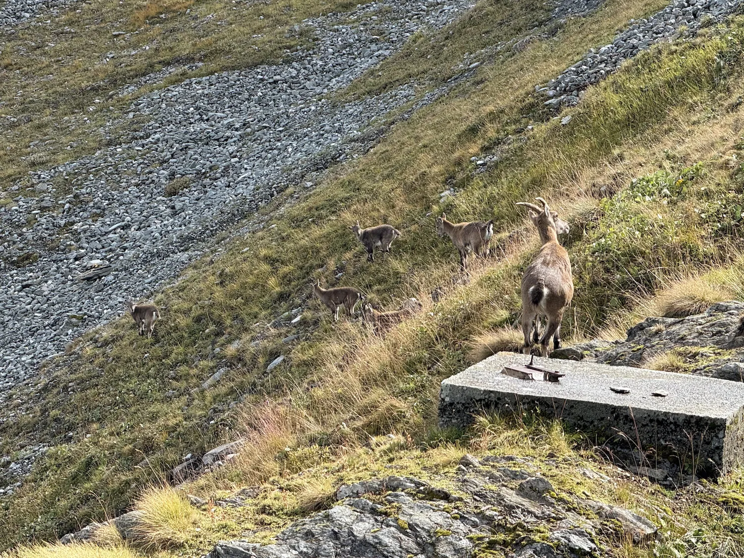 Group of baby ibex with one adult ibex