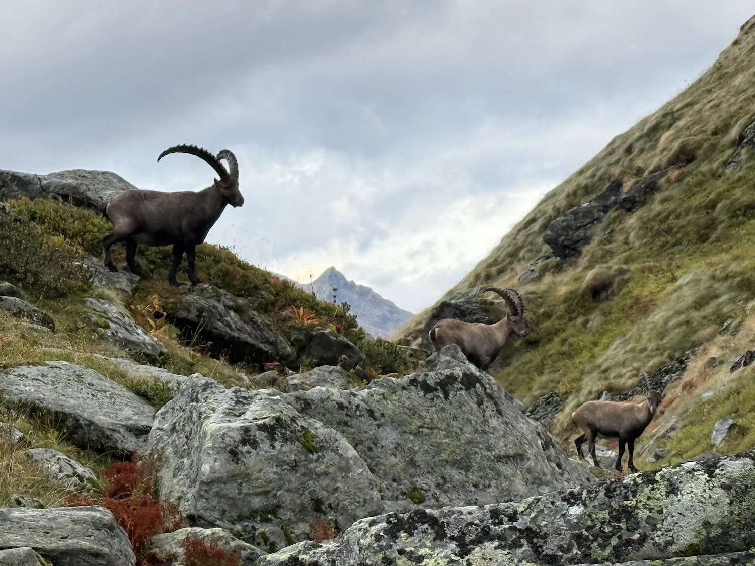 Ibex standing on mountain