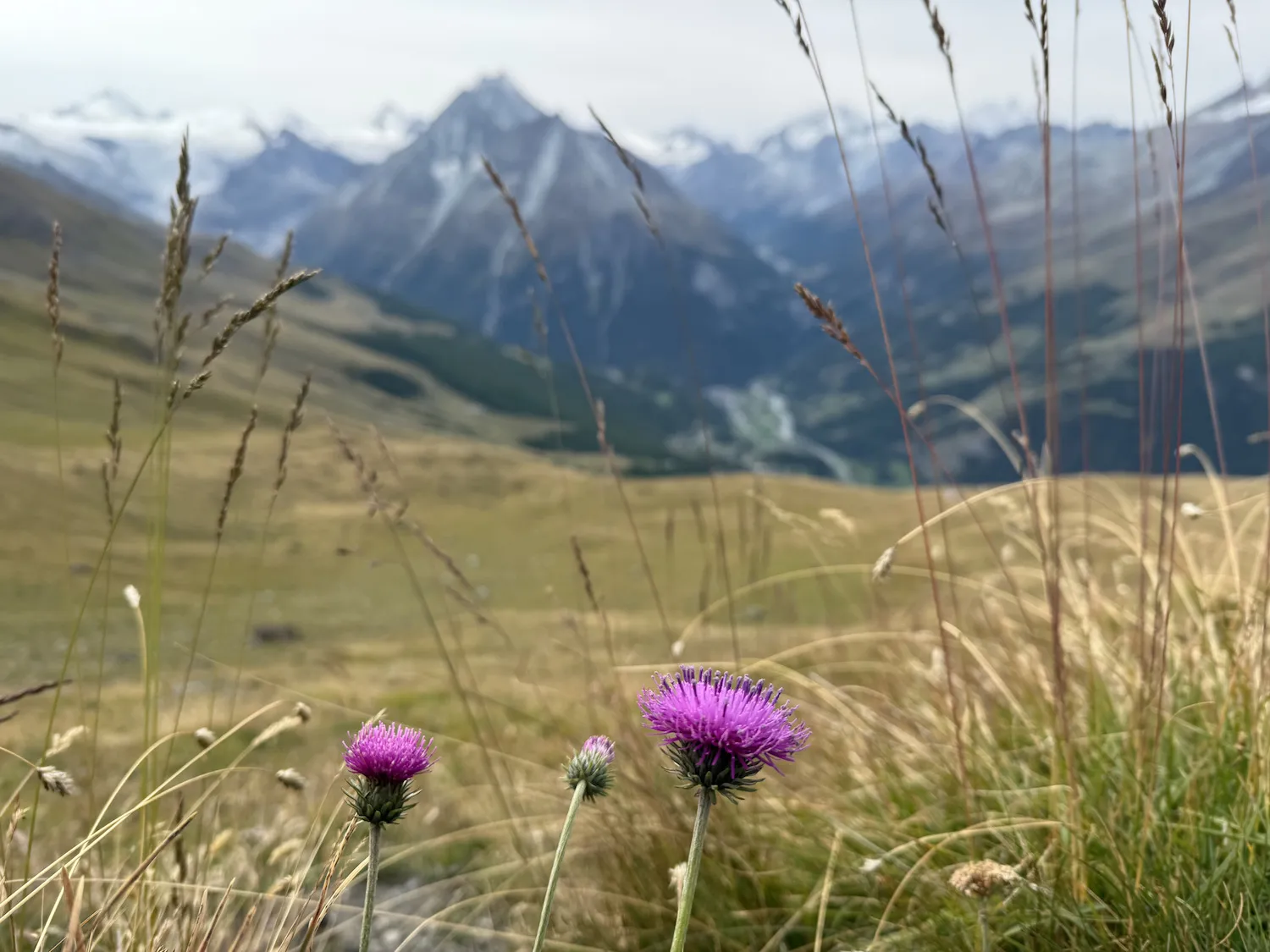 Flowers in front of mountains