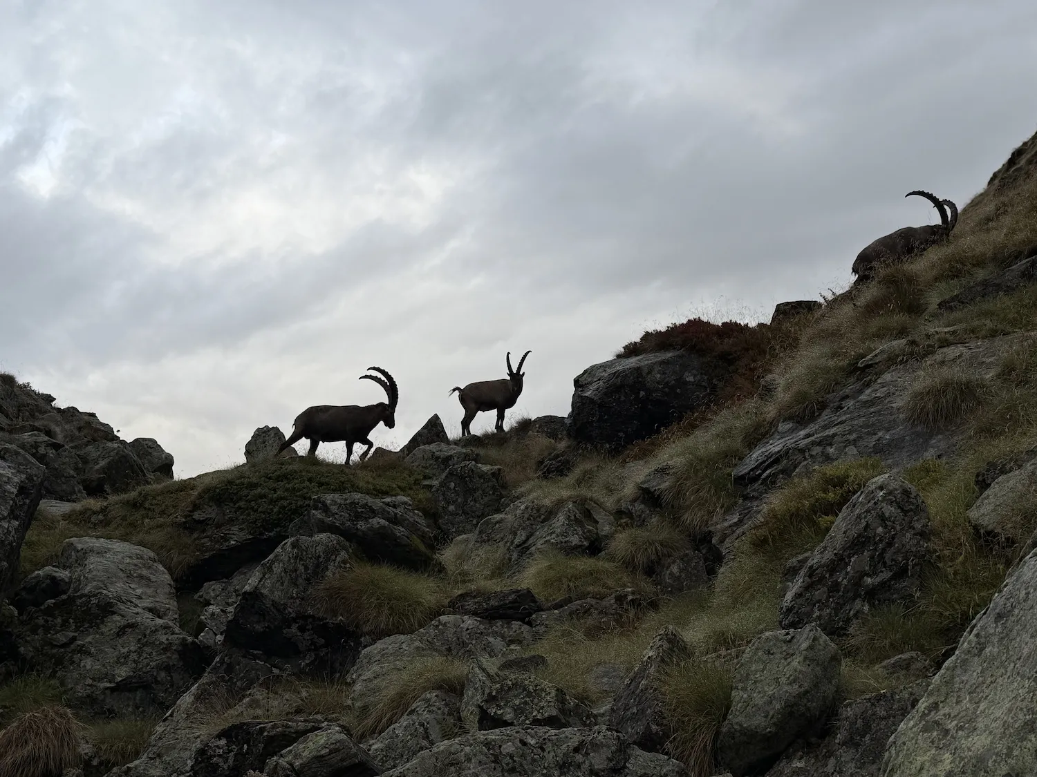 Ibex walking up the mountain