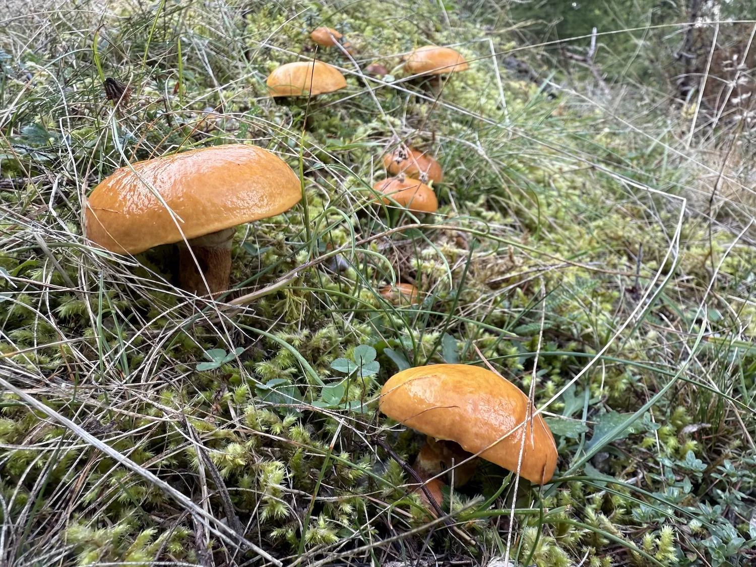 multiple orange mushrooms