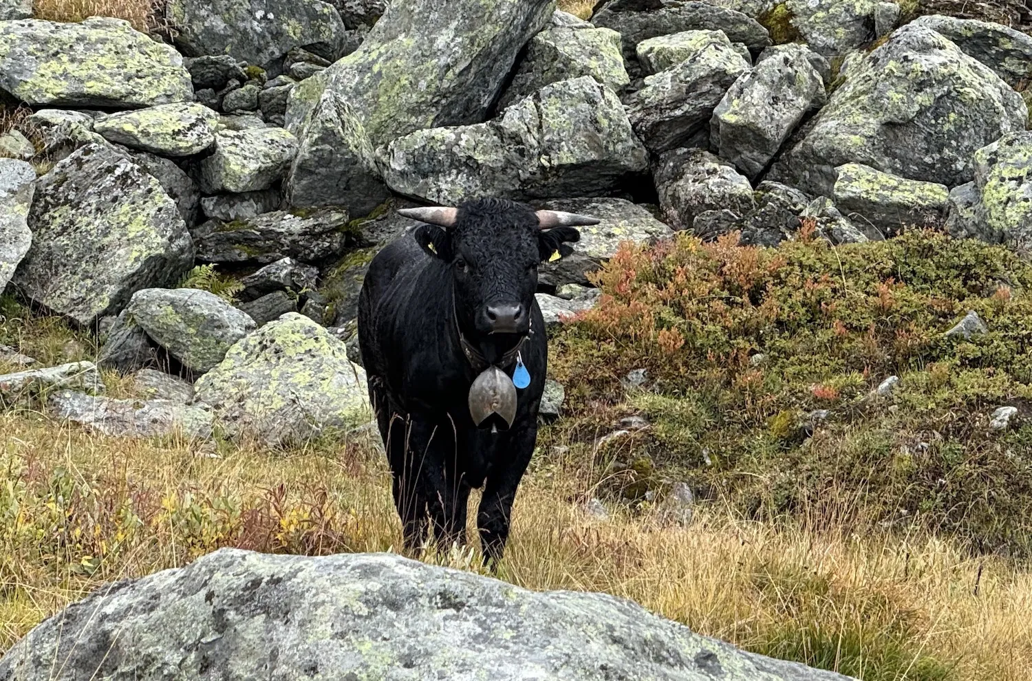 Mountain cow with a big bell around its neck