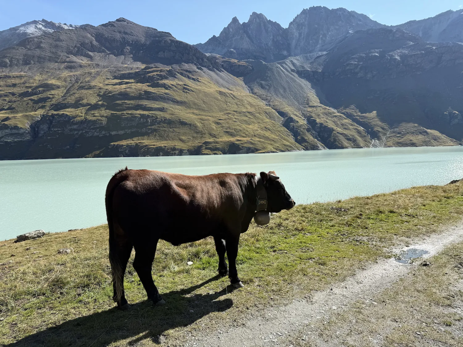 Cow with big bell around neck
