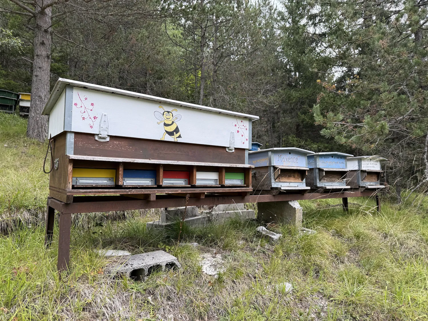 Group of bee boxes