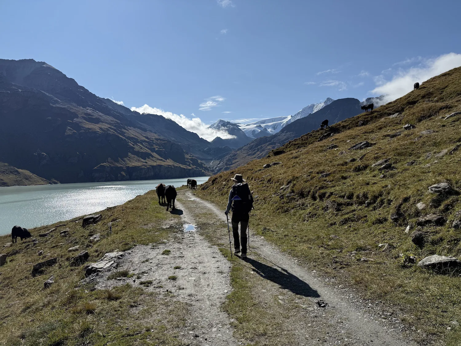 Man walking among cows