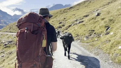 Cow walking towards man